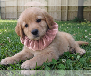 Golden Retriever Dogs for adoption in Grovertown, IN, USA
