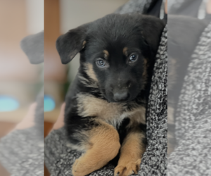 Mutt Dogs for adoption in Dana Point, CA, USA