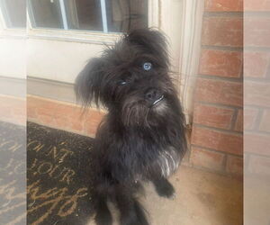 Shih Tzu-Unknown Mix Dogs for adoption in Grafton, WI, USA