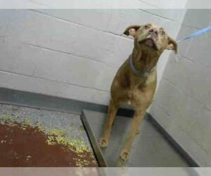 Weimaraner Dogs for adoption in Atlanta, GA, USA