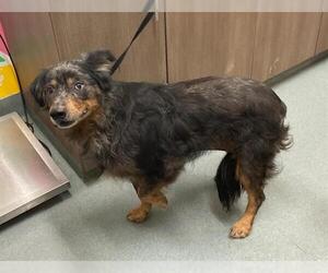 Australian Shepherd Dogs for adoption in Baytown, TX, USA