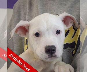 American Bulldog-American Staffordshire Terrier Mix Dogs for adoption in Huntley, IL, USA