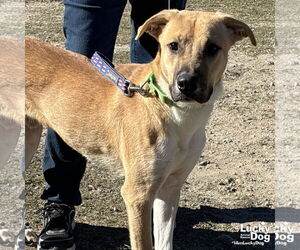 Retriever -Unknown Mix Dogs for adoption in Washington, DC, USA