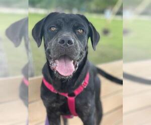 English Mastweiler Dogs for adoption in Sugar Land, TX, USA
