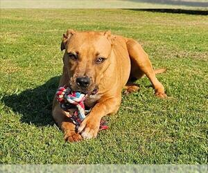 American Pit Bull Terrier Dogs for adoption in Grovetown, GA, USA