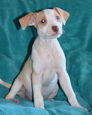 American Pit Bull Terrier-Unknown Mix Dogs for adoption in Ocean View, DE, USA