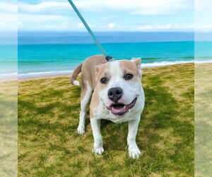 American Pit Bull Terrier-Unknown Mix Dogs for adoption in Glen Allen, VA, USA
