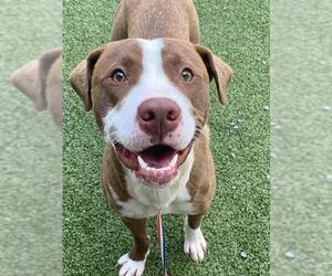 American Pit Bull Terrier Dogs for adoption in Fayetteville, NC, USA