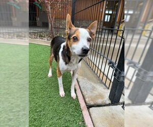 Parson Russell Terrier Dogs for adoption in Sacramento, CA, USA