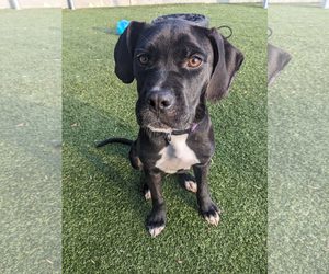 Labrador Retriever-Unknown Mix Dogs for adoption in Woodbury, NY, USA