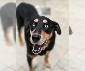 Rottweiler-Siberian Husky Mix Dogs for adoption in Sandy, UT, USA