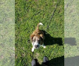 Catahoula Leopard Dog-Great Pyrenees Mix Dogs for adoption in Seminole, FL, USA