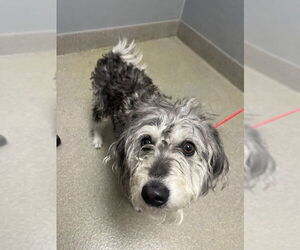 Mutt Dogs for adoption in Las Vegas, NV, USA