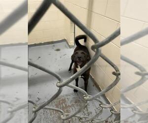 - Mix Dogs for adoption in Anchorage, AK, USA