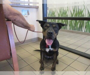 Medium Photo #1 Chinese Shar-Pei-Rottweiler Mix Puppy For Sale in Ocala, FL, USA