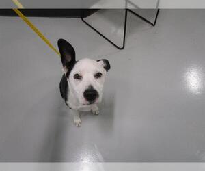 Border Collie-Unknown Mix Dogs for adoption in Temple, TX, USA