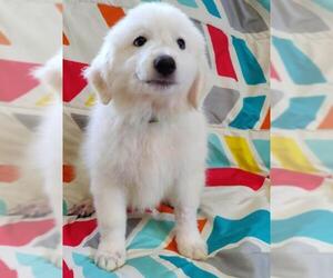 Great Pyrenees Dogs for adoption in St. Louis Park, MN, USA