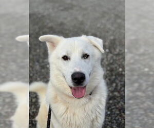 Pyrenees Husky Dogs for adoption in Woodland, CA, USA