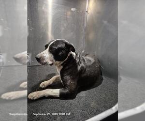 American Staffordshire Terrier-Unknown Mix Dogs for adoption in San Antonio, TX, USA