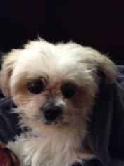 Medium Photo #1 Shih Tzu Puppy For Sale in Philadelphia, PA, USA