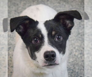 Border Collie-Spaniel Mix Dogs for adoption in Huntley, IL, USA