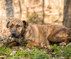 Bullboxer Pit Dogs for adoption in Clarkesville, GA, USA