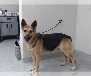 German Shepherd Dog-Unknown Mix Dogs for adoption in Pasadena, TX, USA