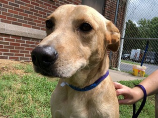 Labrador Retriever-Unknown Mix Dogs for adoption in Murfreesboro, TN, USA