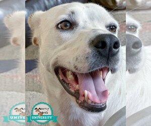Australian Shepherd-Brittany Mix Dogs for adoption in Kennesaw, GA, USA