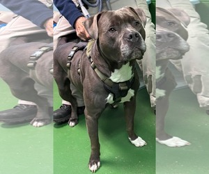 American Pit Bull Terrier Dogs for adoption in Rustburg, VA, USA