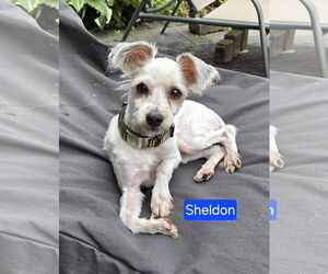 Mutt Dogs for adoption in Oakhurst, NJ, USA