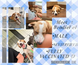 Beagle-Unknown Mix Dogs for adoption in Oakhurst, NJ, USA