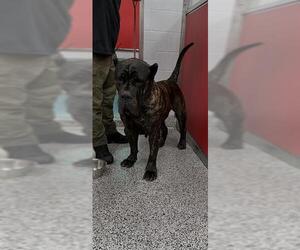 Bullmastiff Dogs for adoption in Palmetto, FL, USA