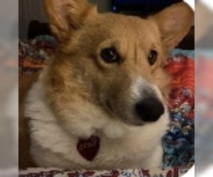 Pembroke Welsh Corgi Dogs for adoption in Pottstown, PA, USA