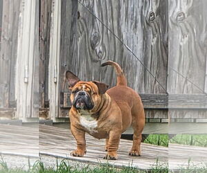 Bulldog-Unknown Mix Dogs for adoption in Euless, TX, USA