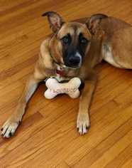 Medium Photo #1 Greyhound-Unknown Mix Puppy For Sale in Boston, MA, USA