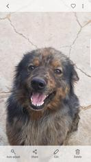 Australian Shepherd-Unknown Mix Dogs for adoption in Midland, TX, USA