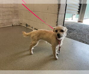 Toy Fox Terrier-Unknown Mix Dogs for adoption in San Bernardino, CA, USA