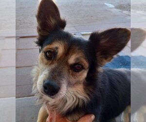 Pembroke Welsh Corgi-Unknown Mix Dogs for adoption in Los Lunas, NM, USA