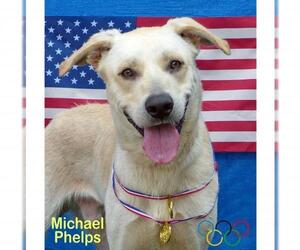 Labrador Retriever Dogs for adoption in Mason, MI, USA