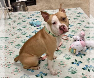 American Pit Bull Terrier-Unknown Mix Dogs for adoption in Millersville, MD, USA