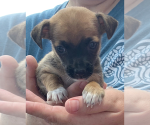 Chiweenie Dogs for adoption in Boerne, TX, USA
