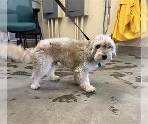 Shih Tzu Dogs for adoption in Camarillo, CA, USA