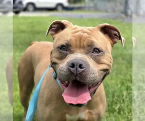 American Bulldog-Unknown Mix Dogs for adoption in Millersville, MD, USA
