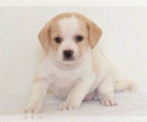 Mutt Dogs for adoption in Oroville, CA, USA