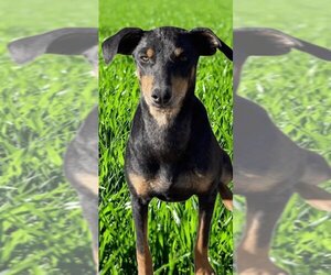 Doberman Pinscher-Miniature Pinscher Mix Dogs for adoption in Alta Loma, CA, USA