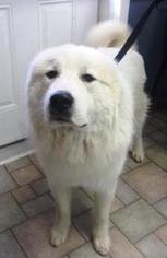 Great Pyrenees Dogs for adoption in Silver Spring, MD, USA