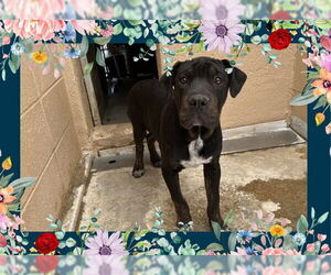 American Bandogge mastiff Dogs for adoption in Ojai, CA, USA