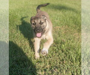 Mutt Dogs for adoption in Brooklyn Center, MN, USA