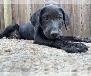 Labrador Retriever-Unknown Mix Dogs for adoption in Clovis, CA, USA
